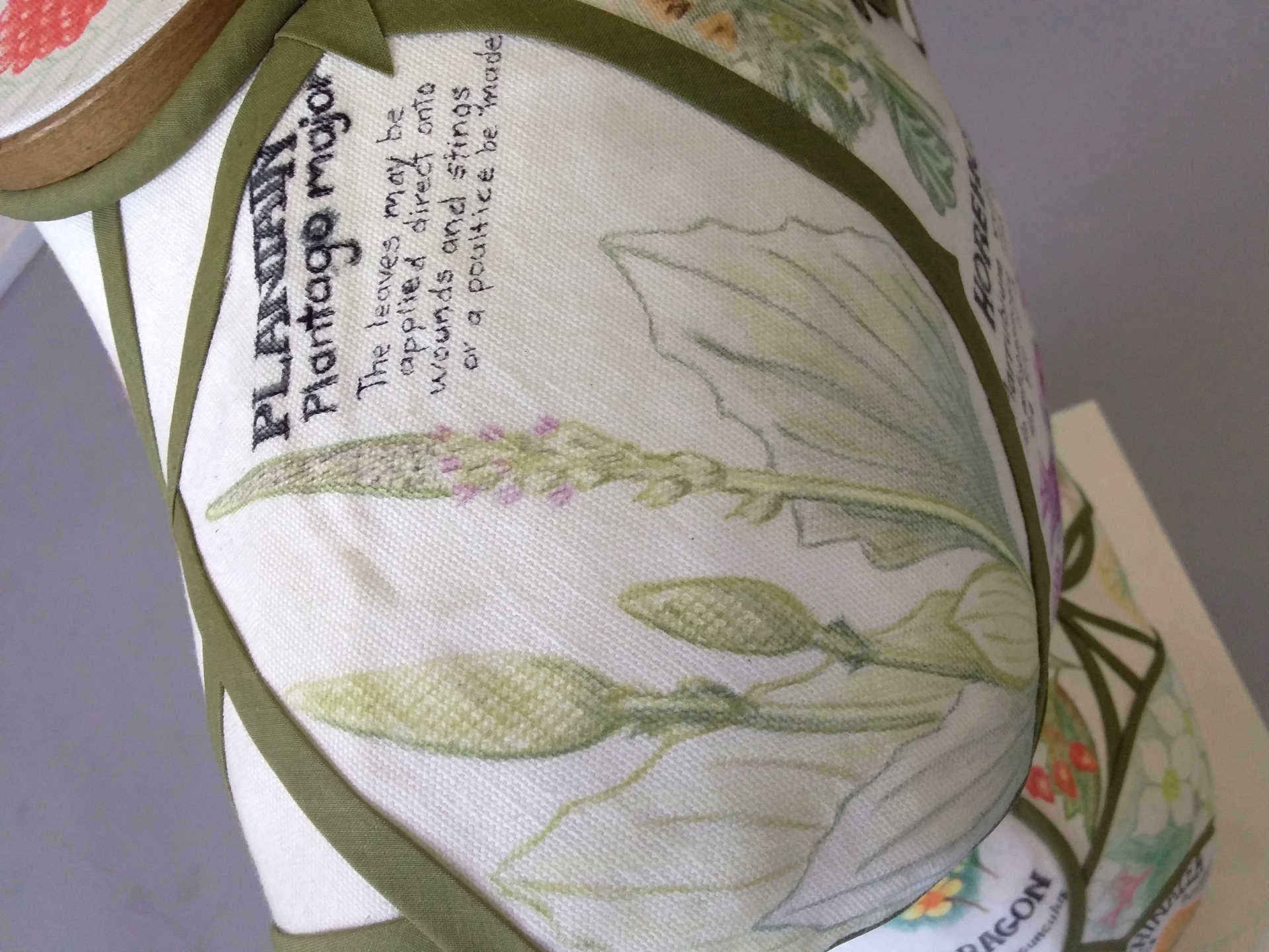 A close-up detail shot of 'Disempowerment' by Libby Bloxham, showing a white fabric panel covering the left shoulder of a female torso mannequin. The panel is filled with a pencil illustration of green leaves and sprigs with tiny purple flowers, and the text: 'Plantain', 'Plantago major', 'The leaves may be applied direct onto wounds and stings or a poultice be made'.
