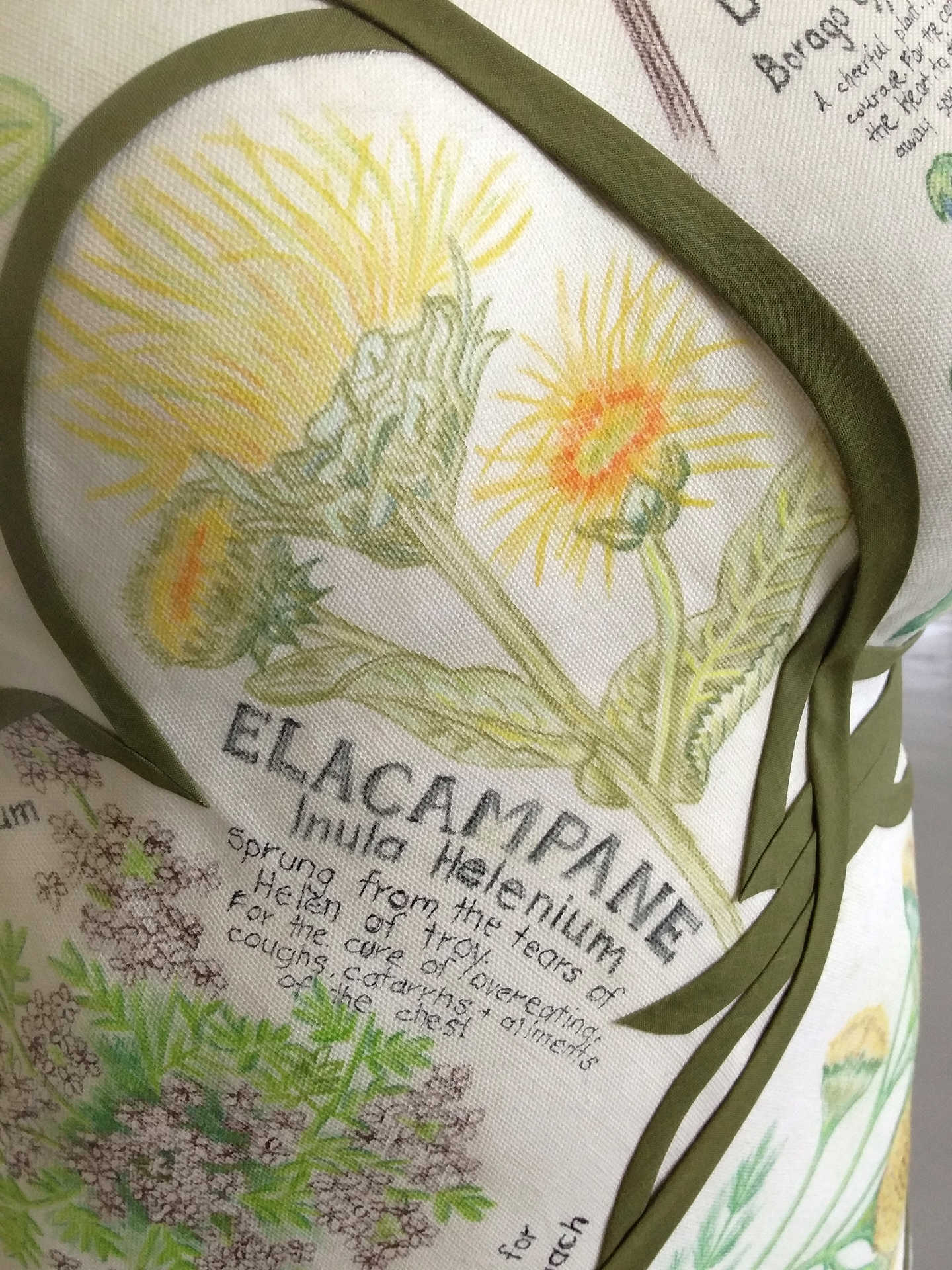 A close-up detail shot of 'Disempowerment' by Libby Bloxham, showing a white fabric panel covering the chest of a female torso mannequin. The panel is filled with pencil illustrations of botanical specimens. This photo focuses on a fluffy yellow flower with large leaves, and the text: 'Elacampane', 'Inula Helenium', 'Sprung from the tears of Hele of Troy. For the cure of overeating, coughs, catarrhs + ailments of the chest'.